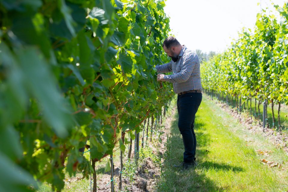 Luke Wolfe North Downs English Kent Chardonnay White Wine Whitewolfe KC Series