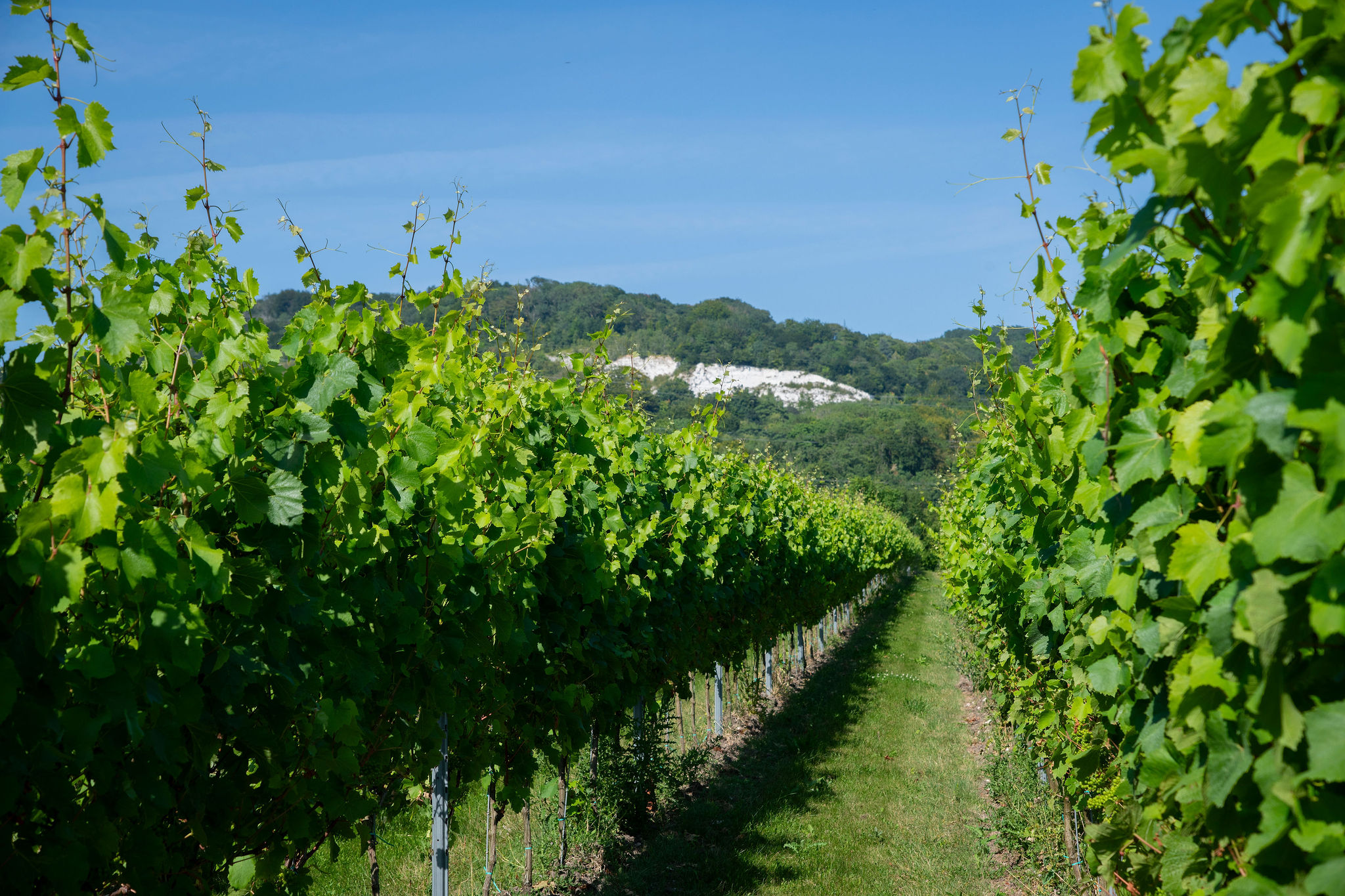 Whitewolfe North Downs English Kent Chardonnay White Wine KC Series soil