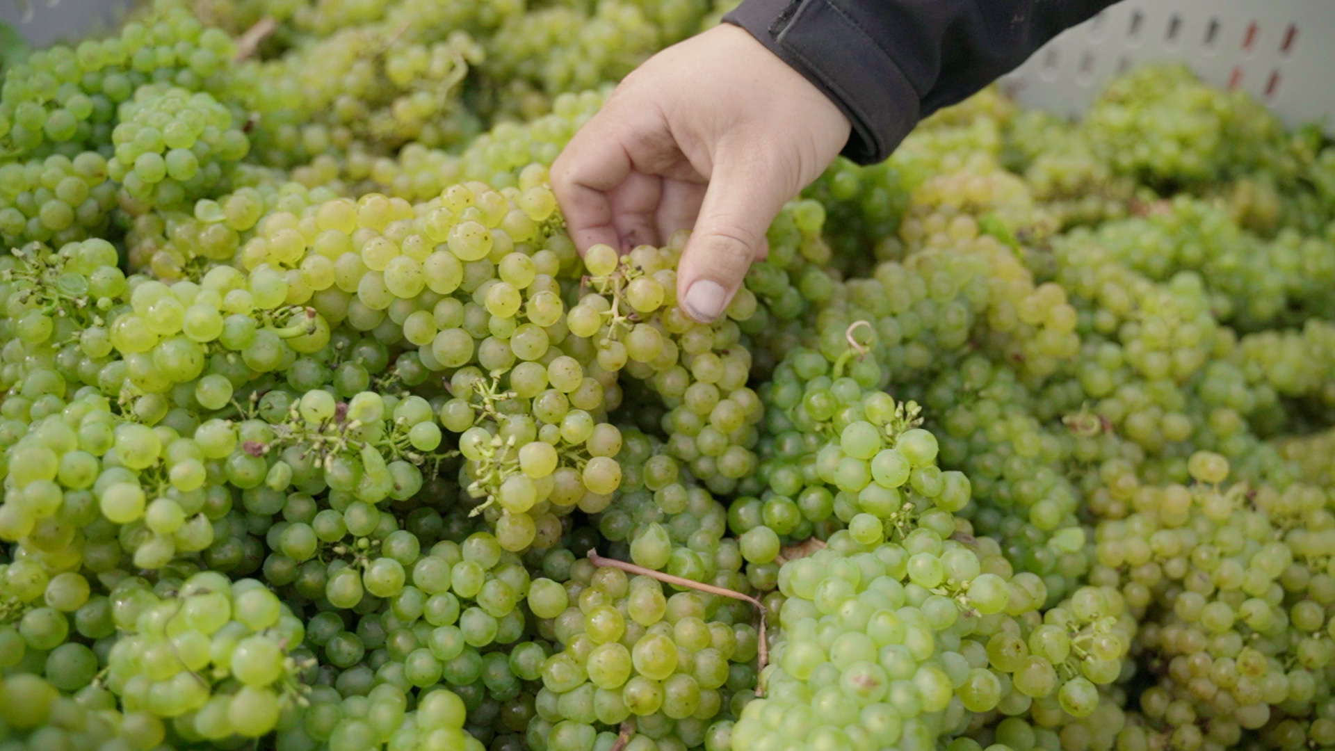 Whitewolfe Kent Vineyard English Chardonnay White Wine KC Series Grapes
