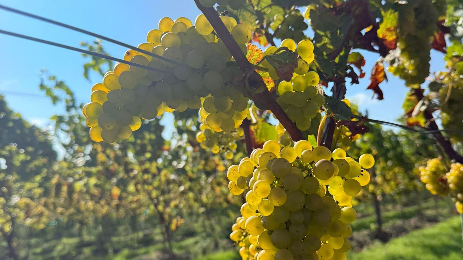 Kent vineyard grape selection chardonnay clones