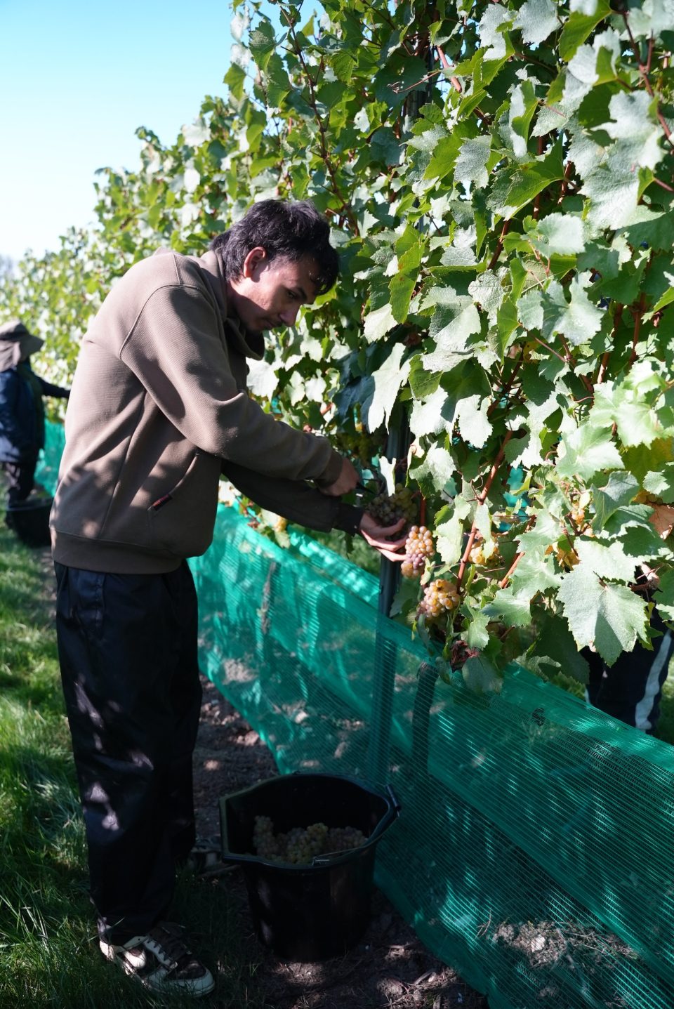 Whitewolfe Harvesting Chardonnay 2026