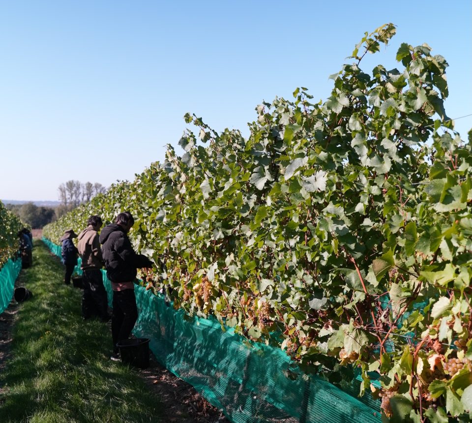 Whitewolfe English Chardonnay Harvest 2026