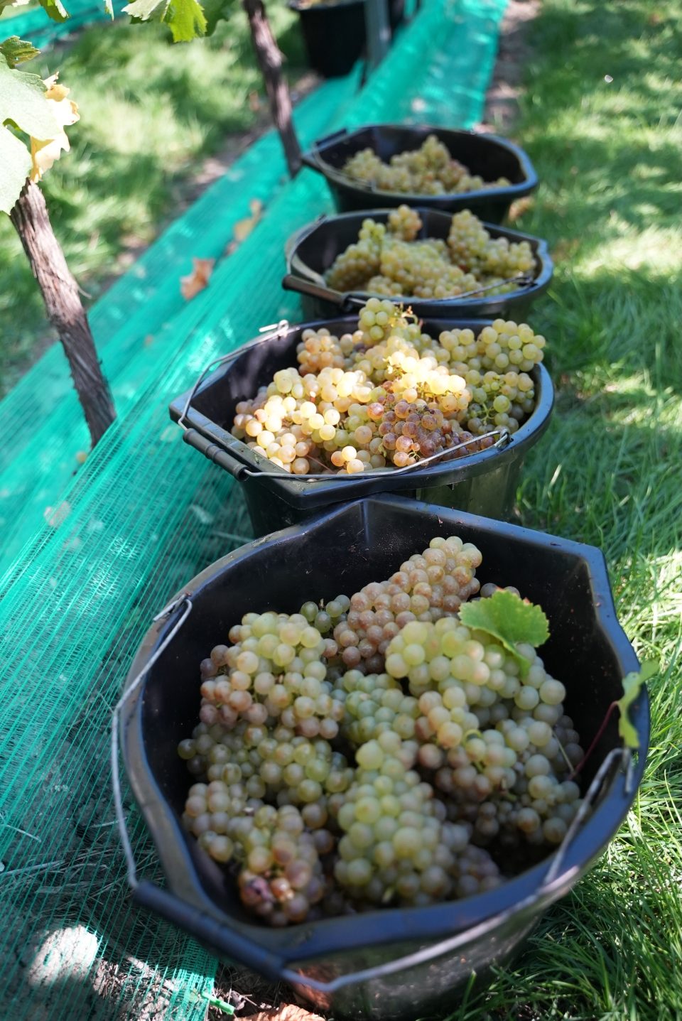 Harvest of Whitewolfe Chardonnay 2025