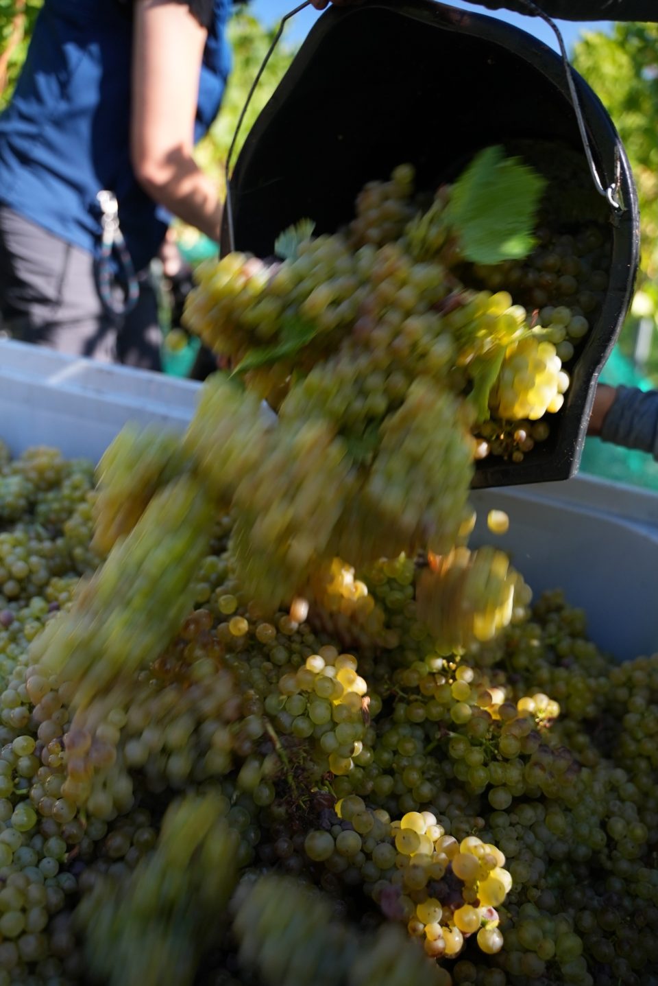 Whitewolfe Chardonnay 2026