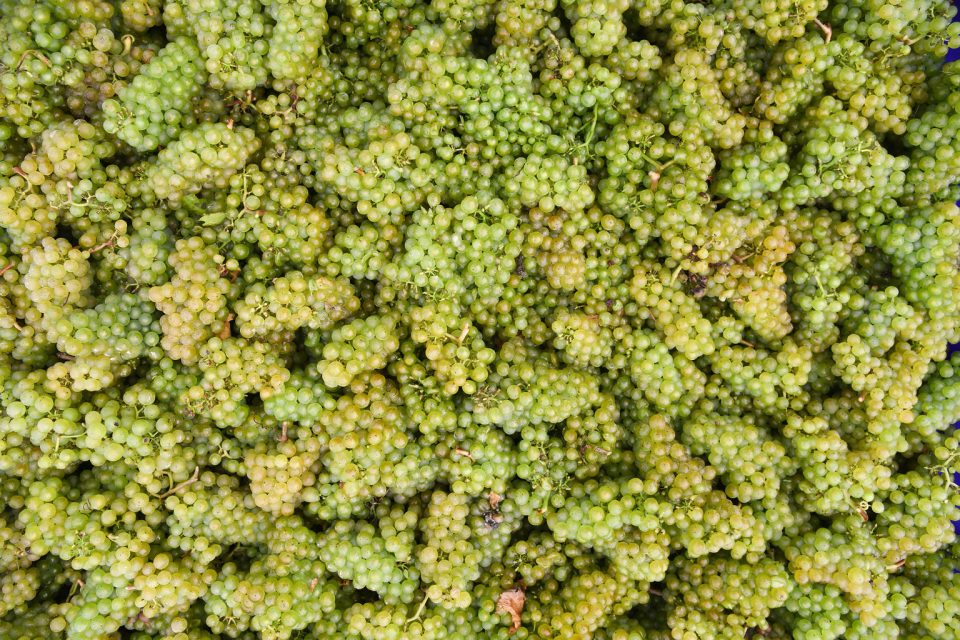 Whitewolfe Chardonnay
